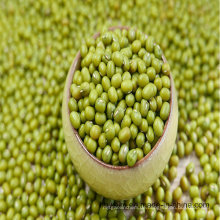 Green Mung Bean 2016 Crop Supply Verschiedene Größe